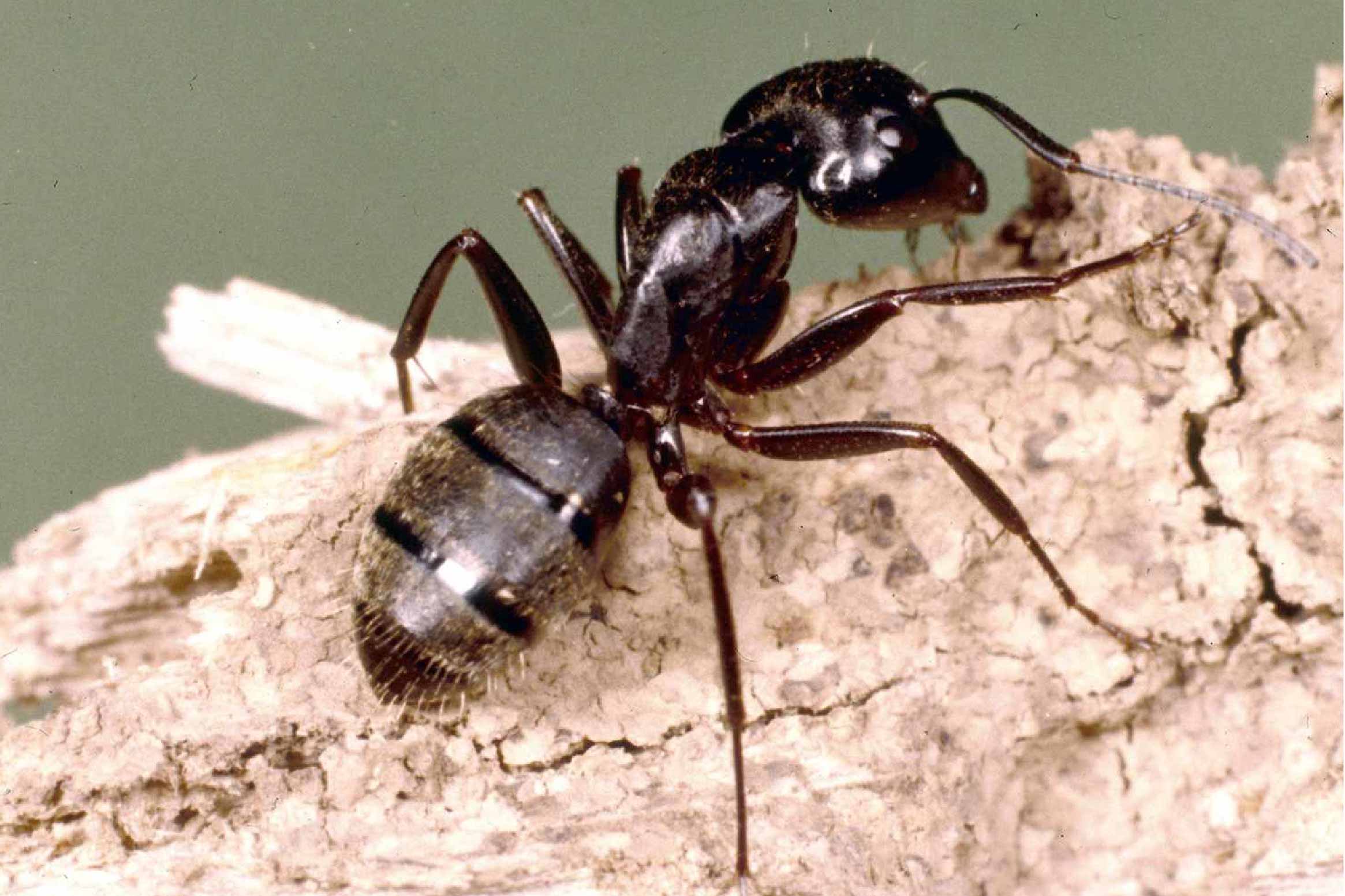 Carpenter Ant